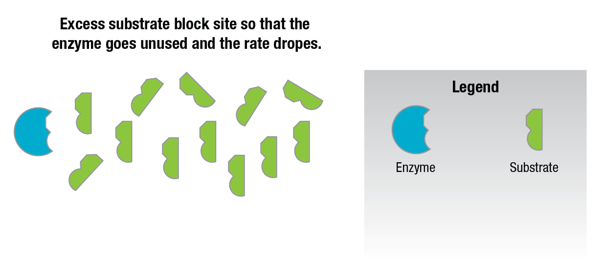 Enzyme Figure 12