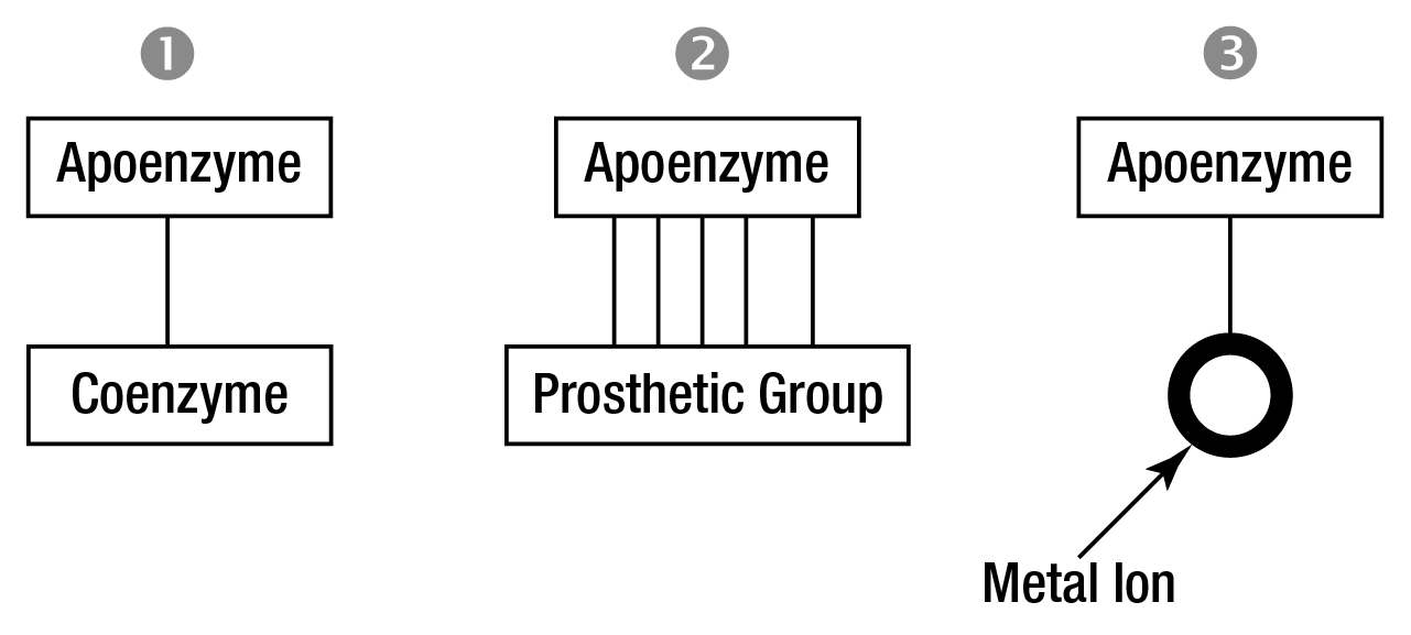 Enzyme Figure 2