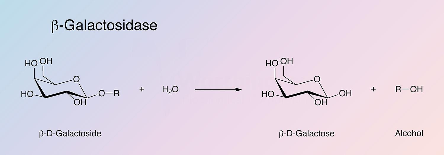 Galactosidase, Beta Enzymatic Reaction