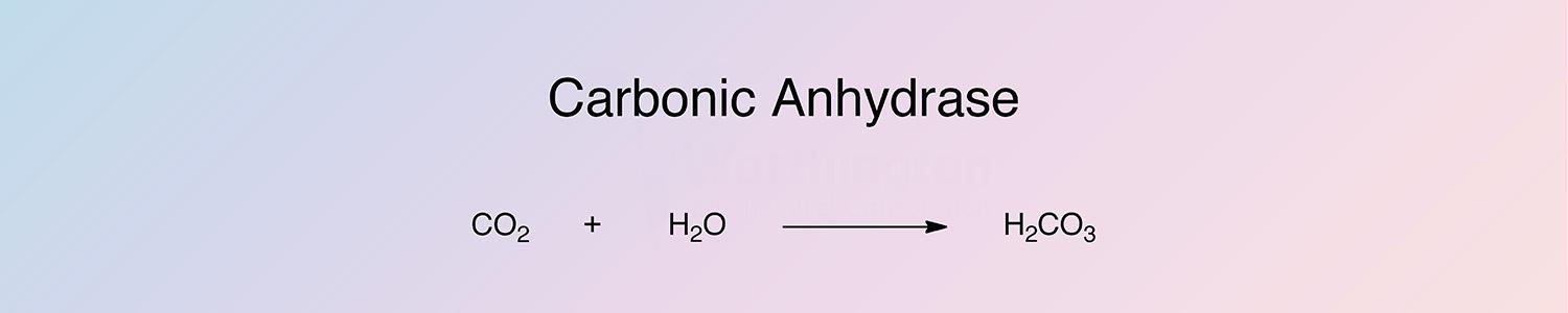 Carbonic Anhydrase Enzymatic Reaction