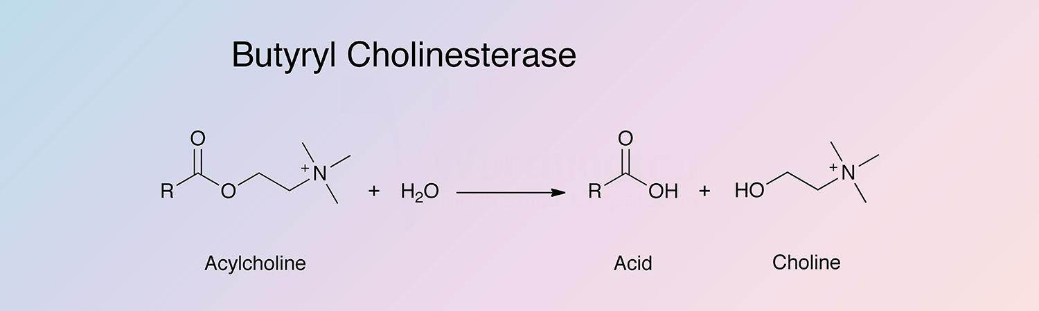Cholinesterase, Butyryl Enzymatic Reaction