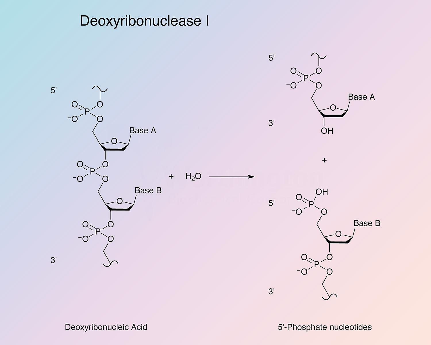 Deoxyribonuclease I Enzymatic Reaction