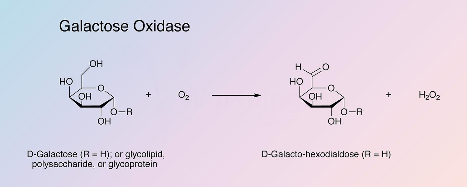 Galactose Oxidase Enzymatic Reaction