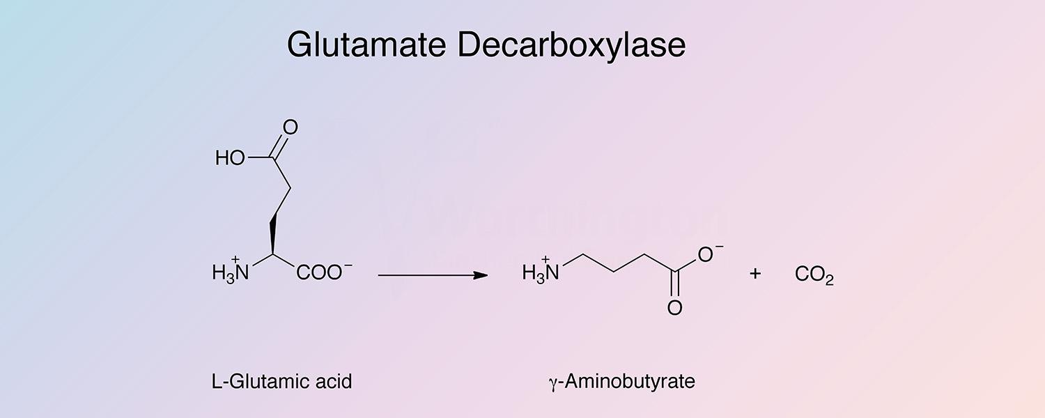 Glutamate Decarboxylase Enzymatic Reaction