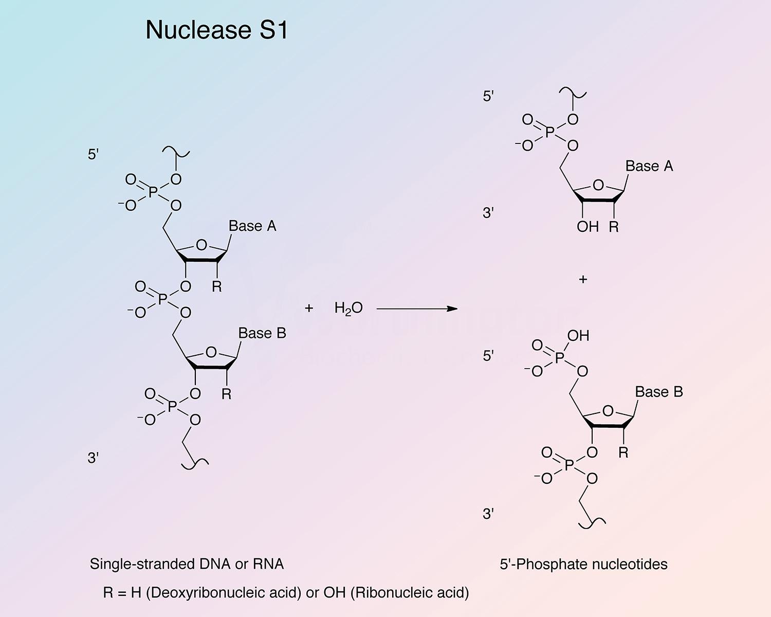 Nuclease, S1 Enzymatic Reaction