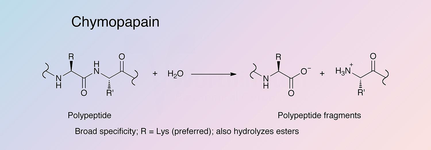 Papain, Chymo Enzymatic Reaction