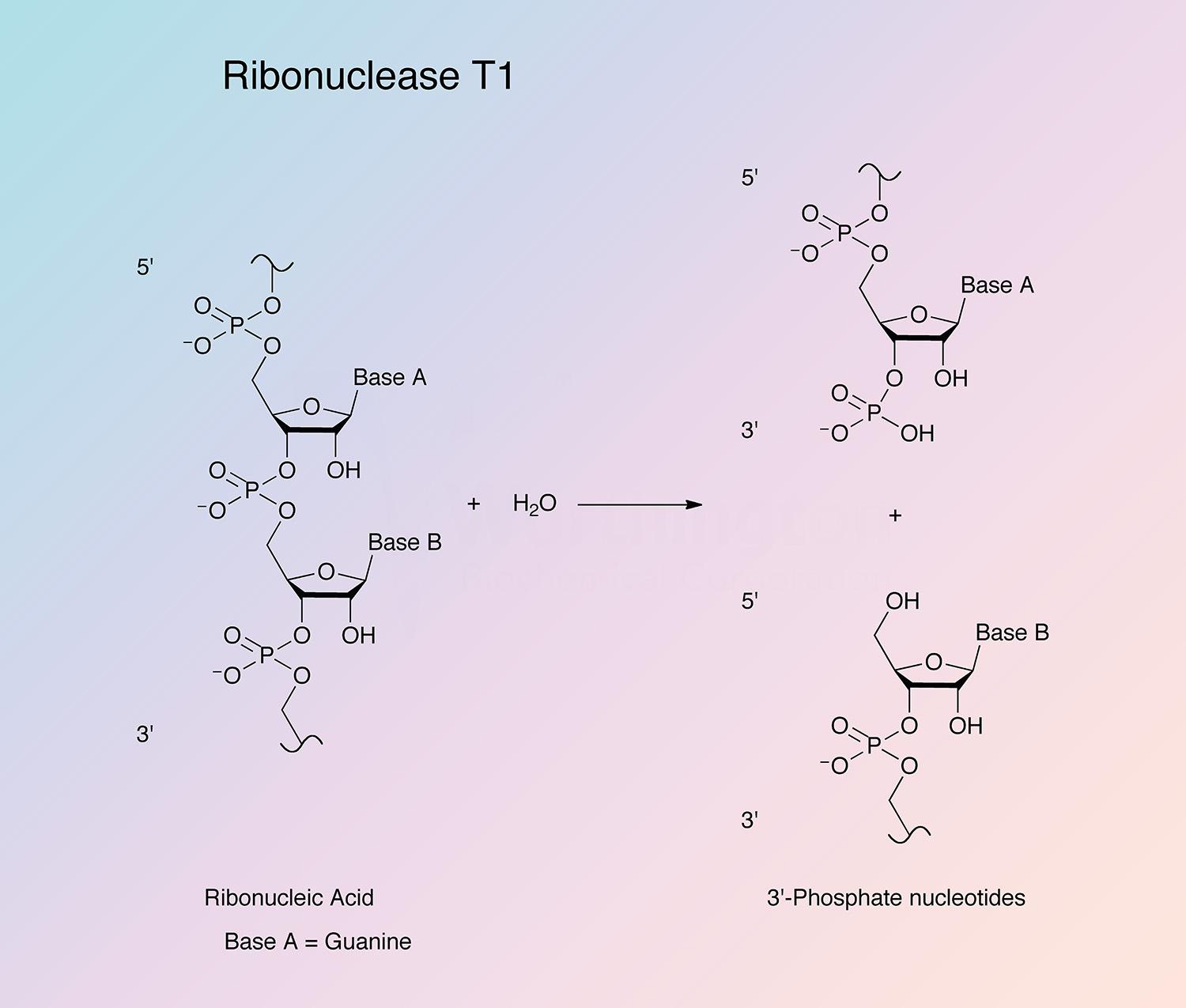 Ribonuclease T1 Enzymatic Reaction