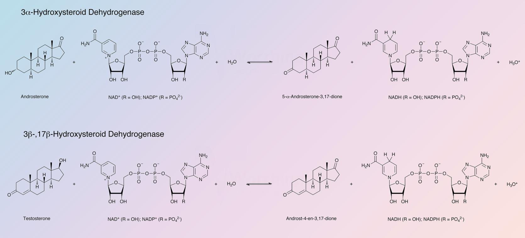 Hydroxysteroid Dehydrogenase Enzymatic Reaction