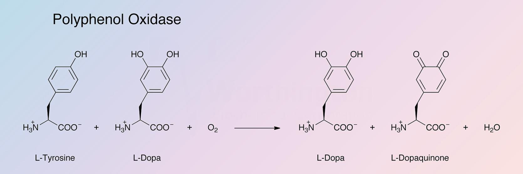Polyphenol Oxidase Enzymatic Reaction