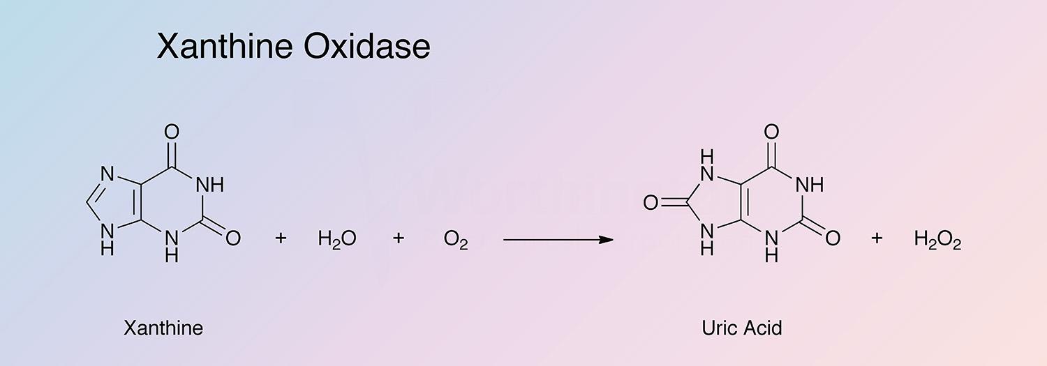 Xanthine Oxidase Enzymatic Reaction