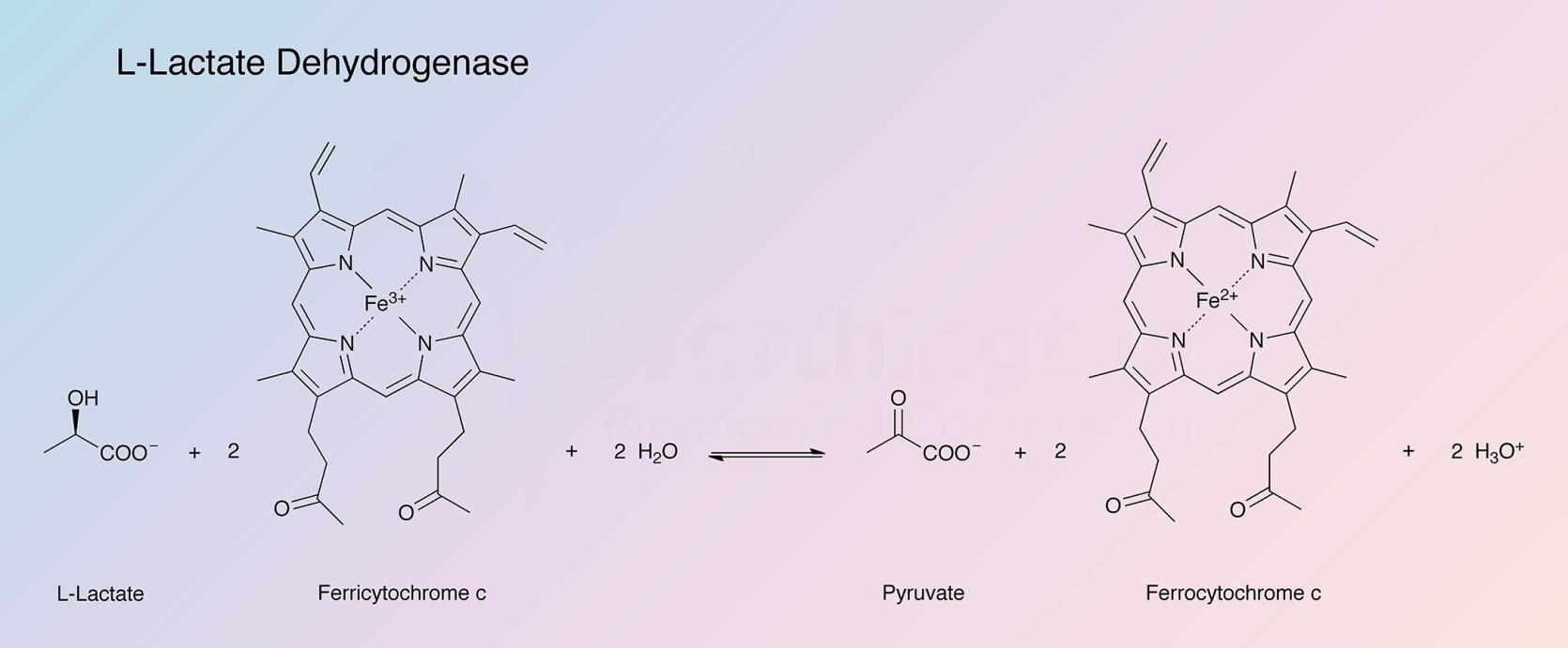 Lactate Dehydrogenase, L- Enzymatic Reaction