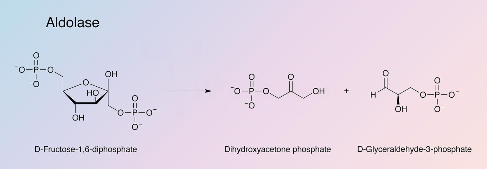 Aldolase Enzymatic Reaction