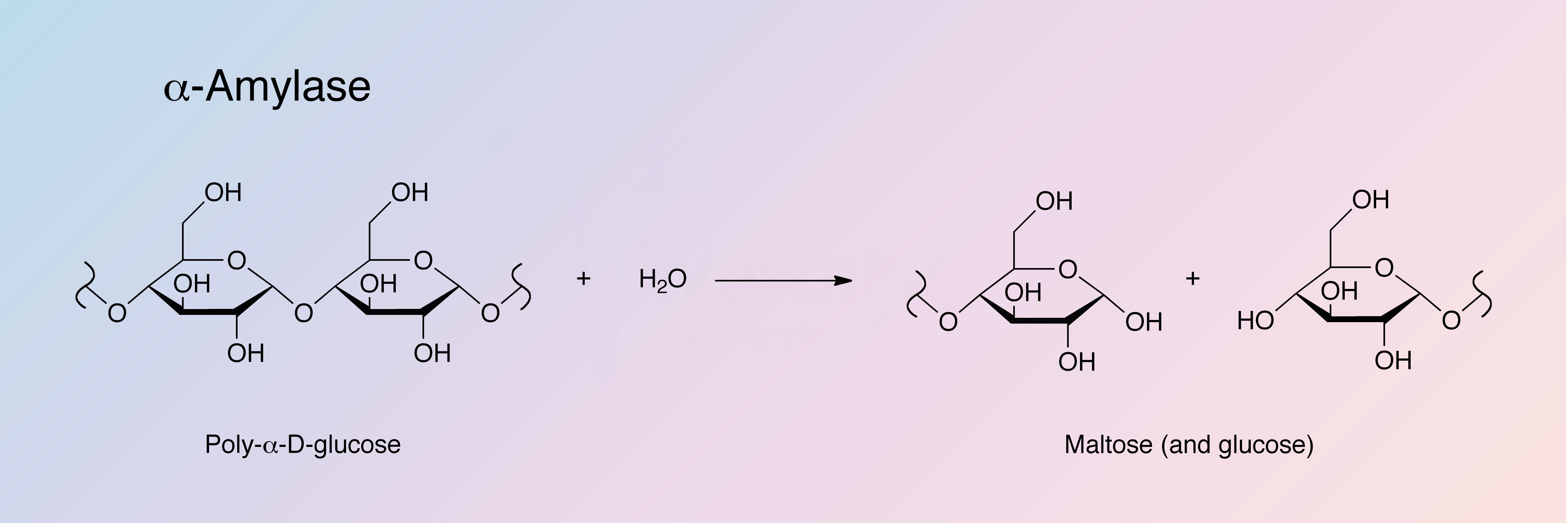 Flow Chart Of Amylase Production