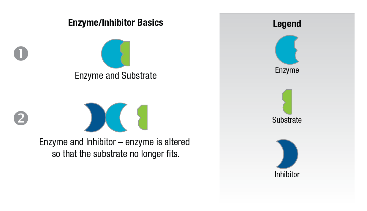 Enzyme Figure 10