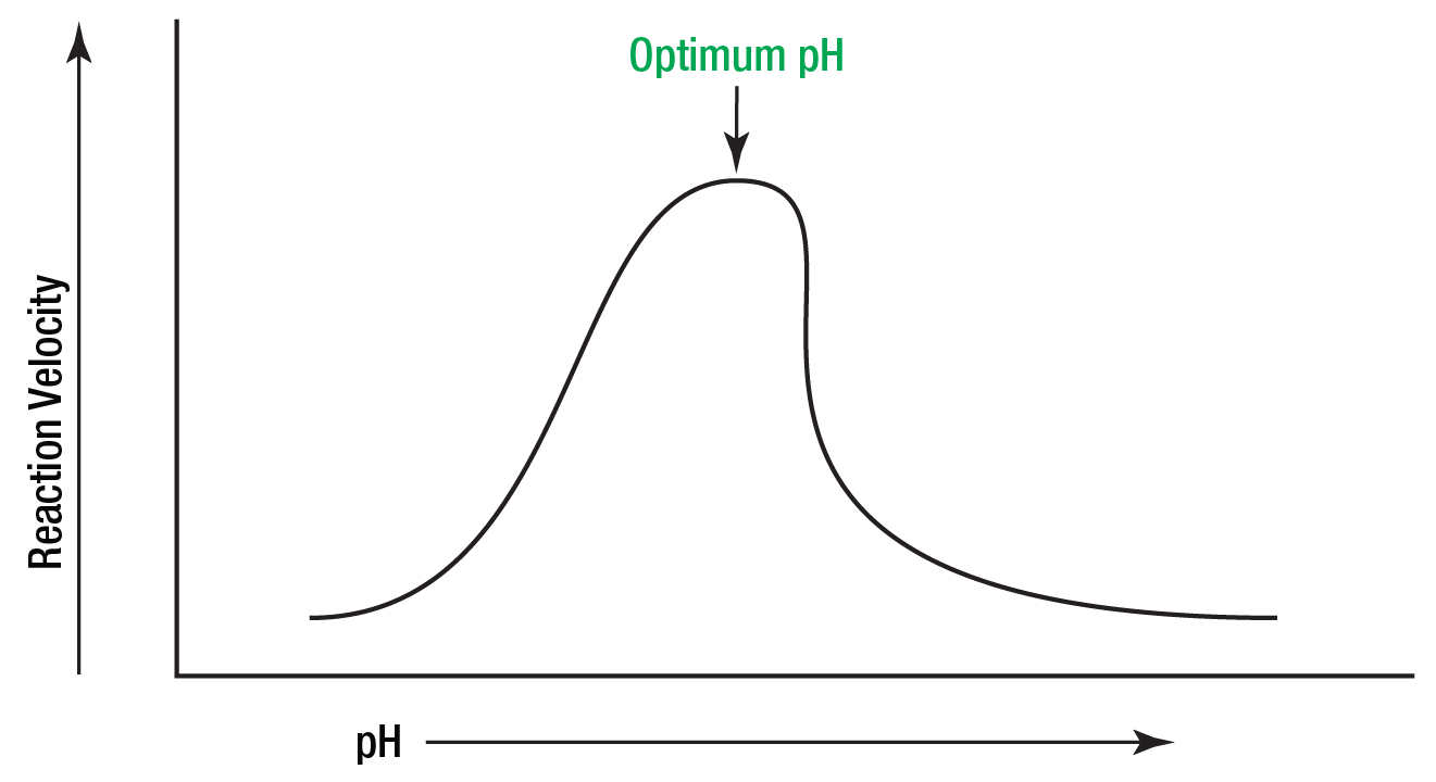 Enzyme Figure 14