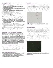 Neonatal Cardiomyocytes Isolation, Quantitation, and Viability