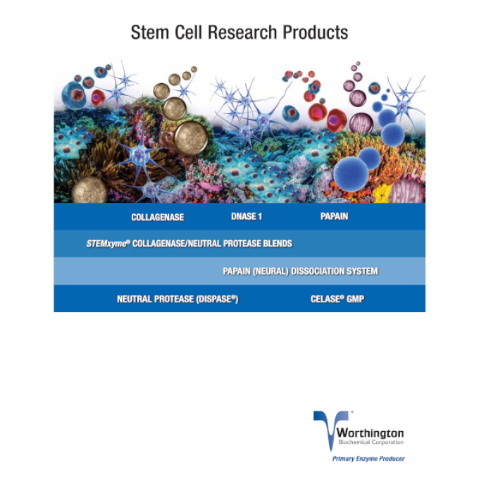Stem Cell Announcement Thumbnail