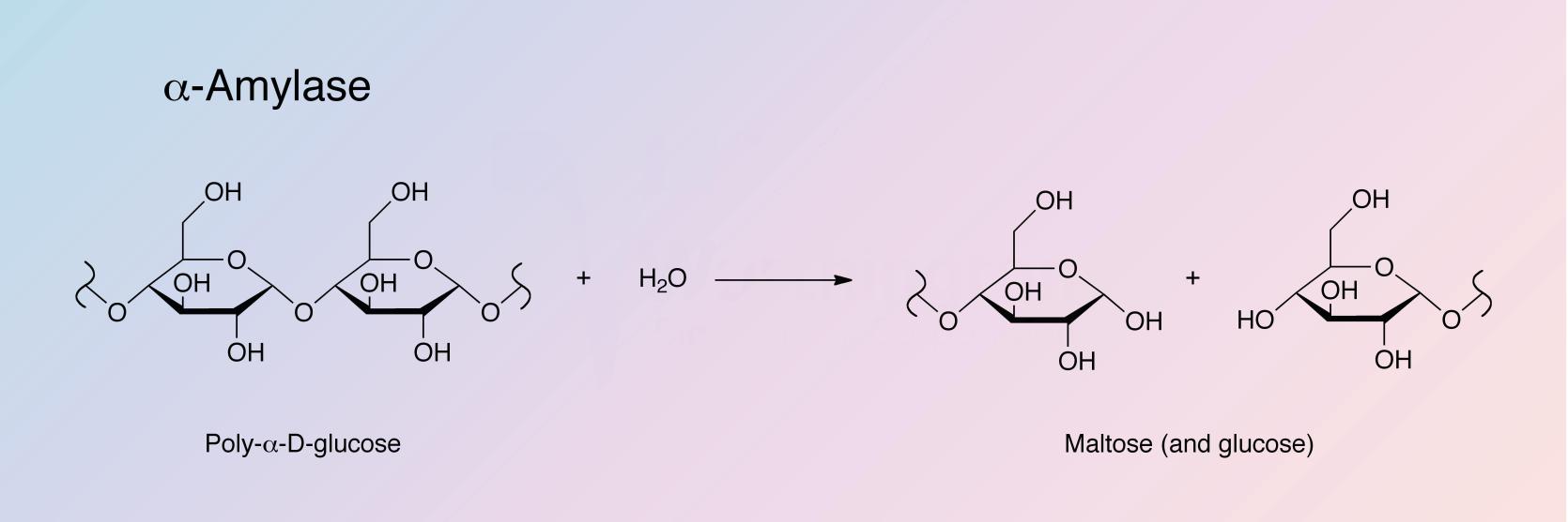 Enzymatic Reaction