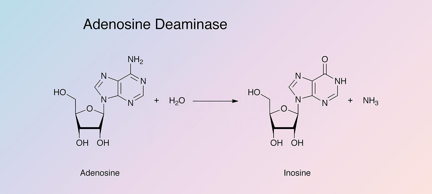 Adenosine Deaminase Enzymatic Reaction