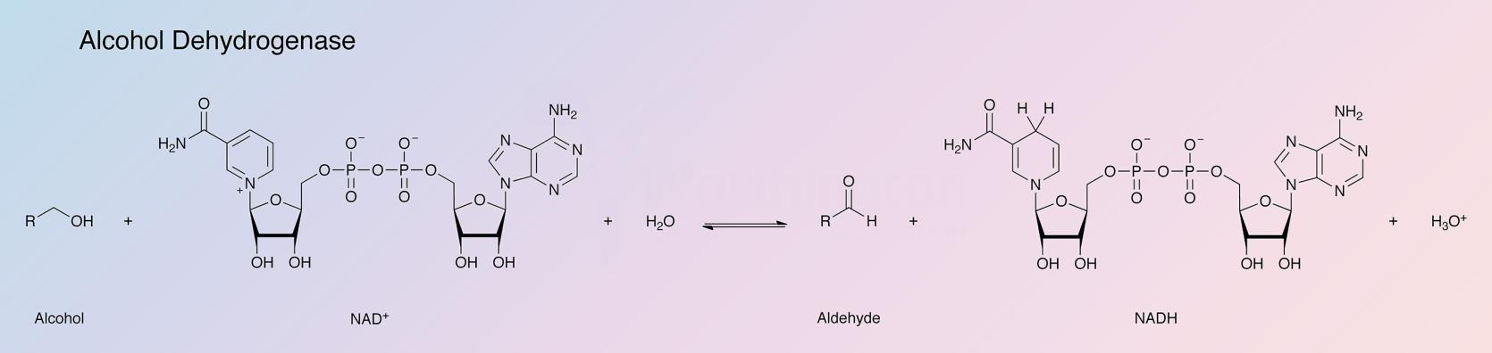 Alcohol Dehydrogenase Enzymatic Reaction