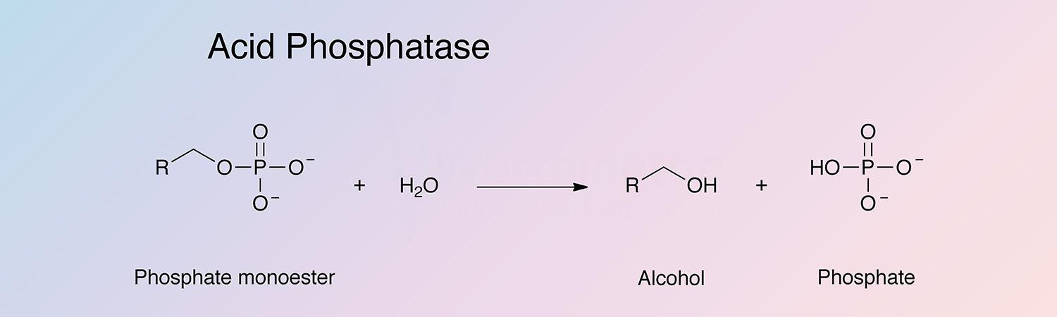 Phosphatase, Acid Enzymatic Reaction
