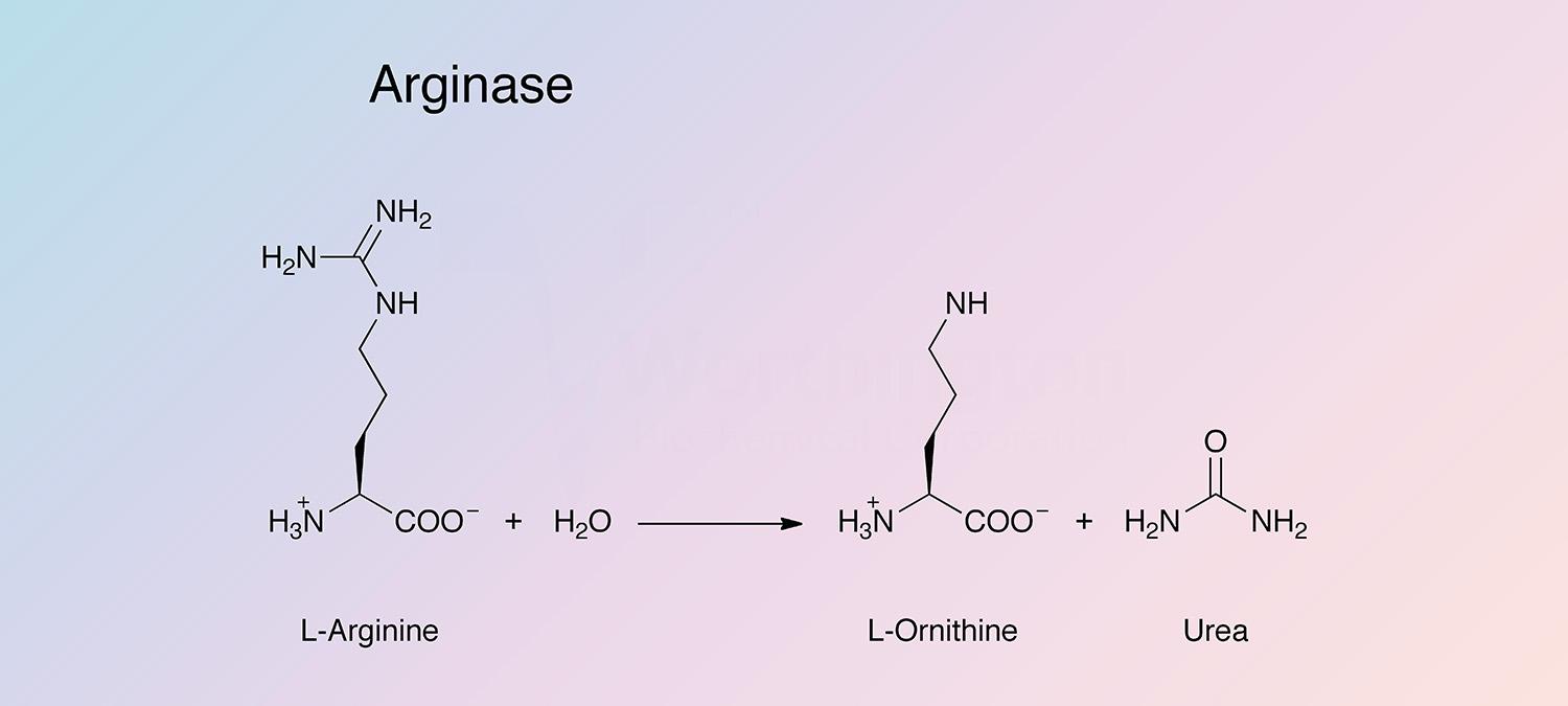 Arginase Enzymatic Reaction