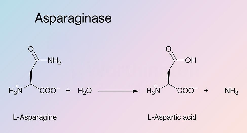 Asparaginase Enzymatic Reaction