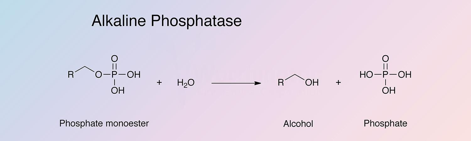 Phosphatase, Alkaline Enzymatic Reaction