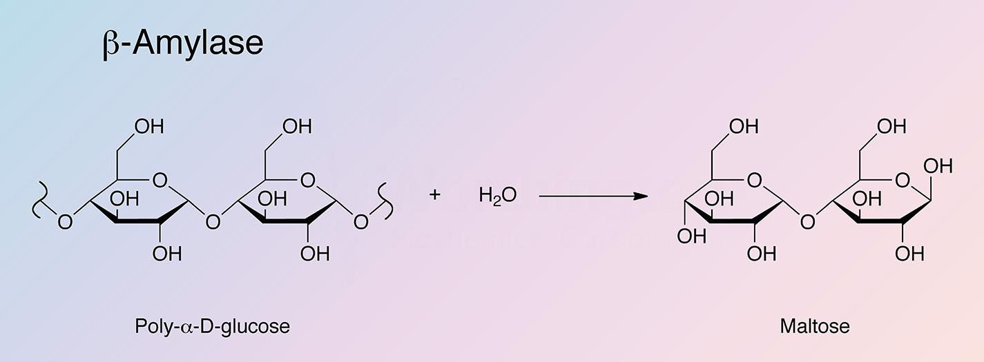 Amylase, Beta Enzymatic Reaction