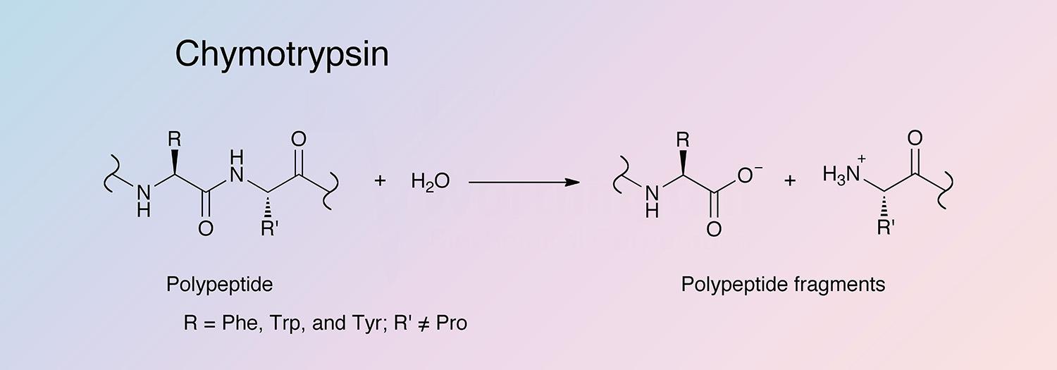 Chymotrypsin Enzymatic Reaction