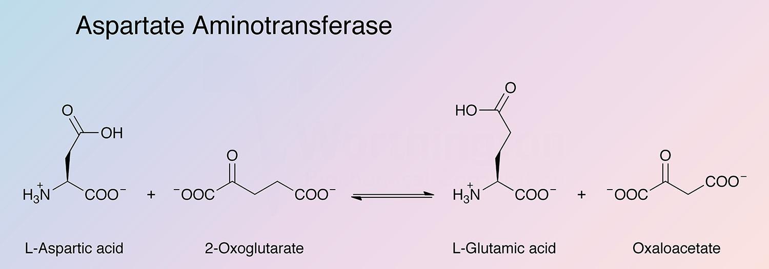 Aspartate Aminotransferase Enzymatic Reaction