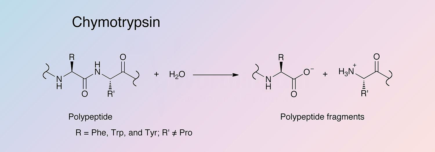 Chymotrypsin Enzymatic Reaction