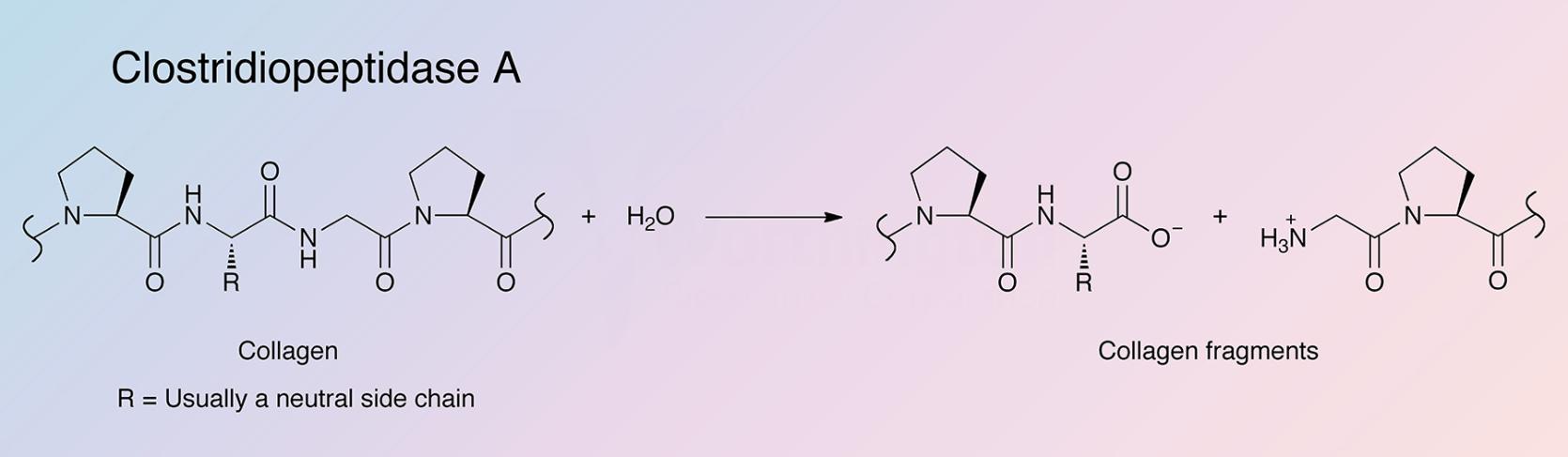 Clostridiopeptidase A Enzymatic Reaction