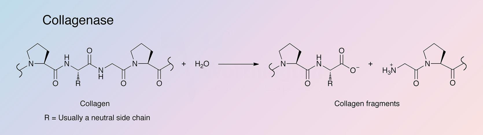 Collagenase Enzymatic Reaction