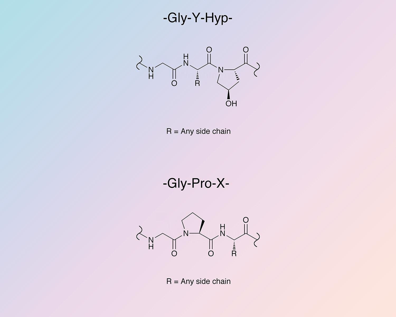 Collagen Enzymatic Reaction