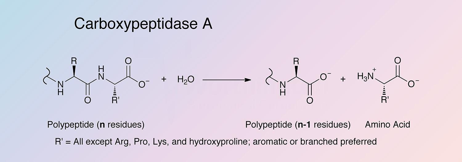 Carboxypeptidase A Enzymatic Reaction