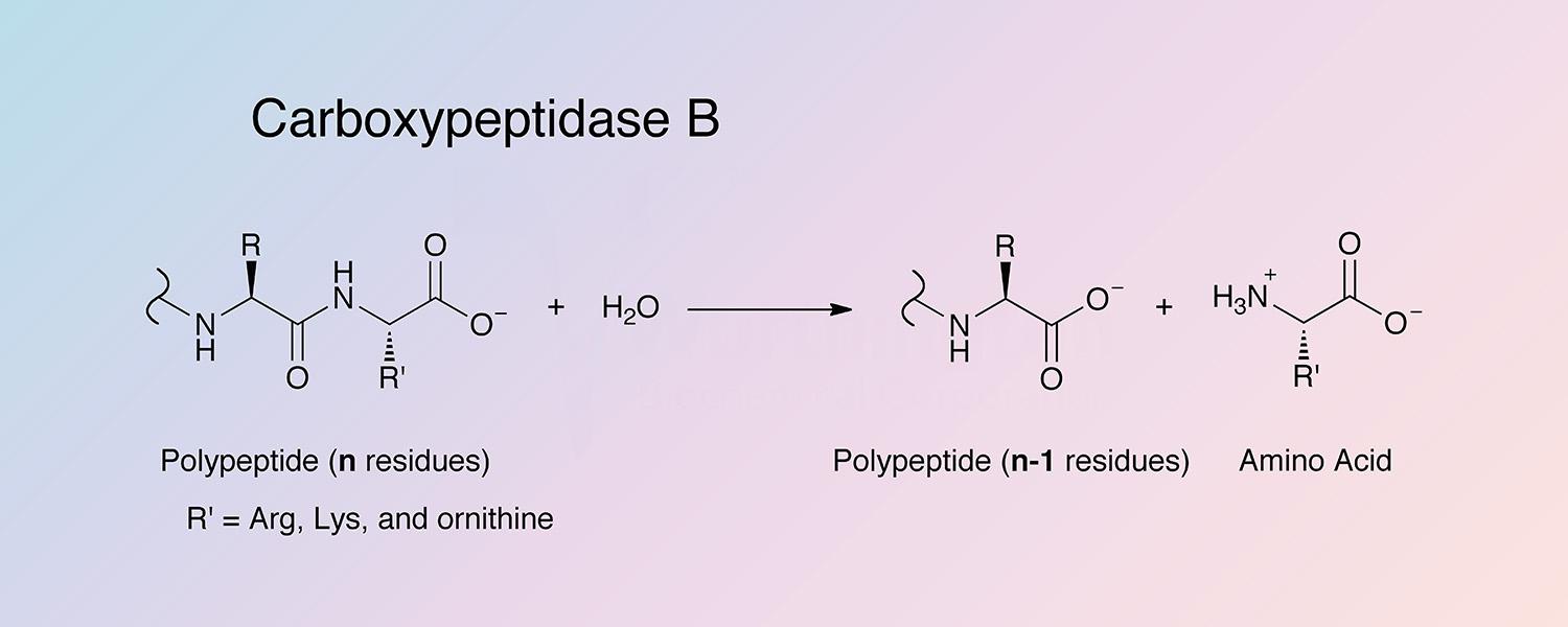 Carboxypeptidase B Enzymatic Reaction