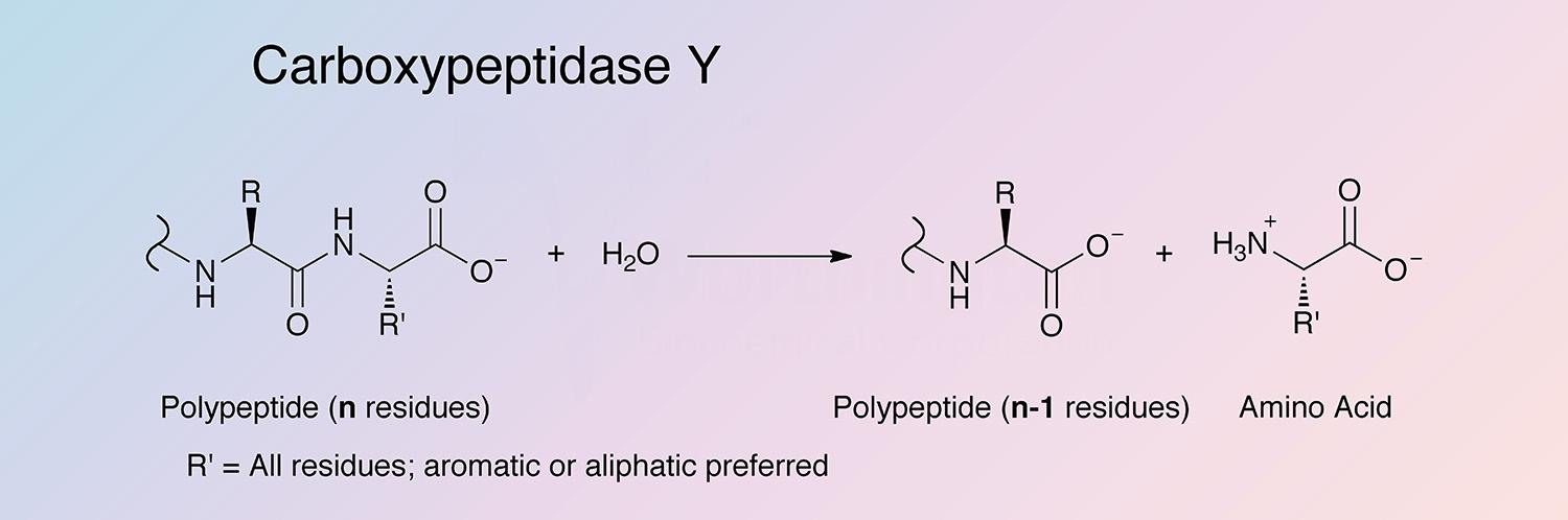 Carboxypeptidase Y Enzymatic Reaction