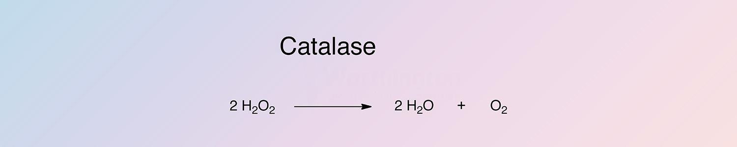 Catalase Enzymatic Reaction