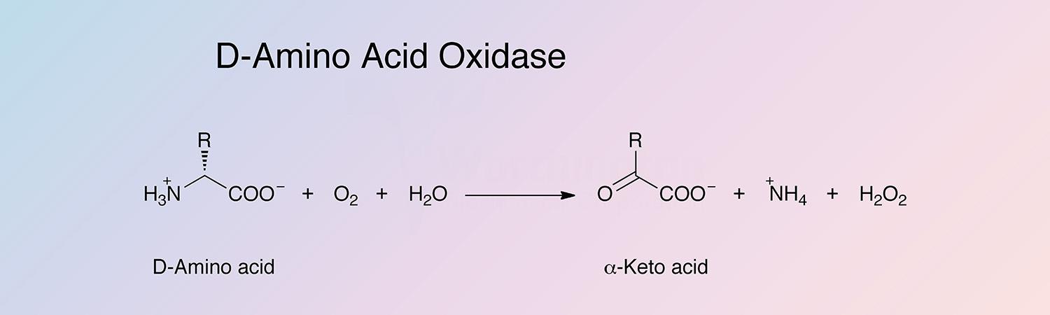 Amino Acid Oxidase, D- Enzymatic Reaction