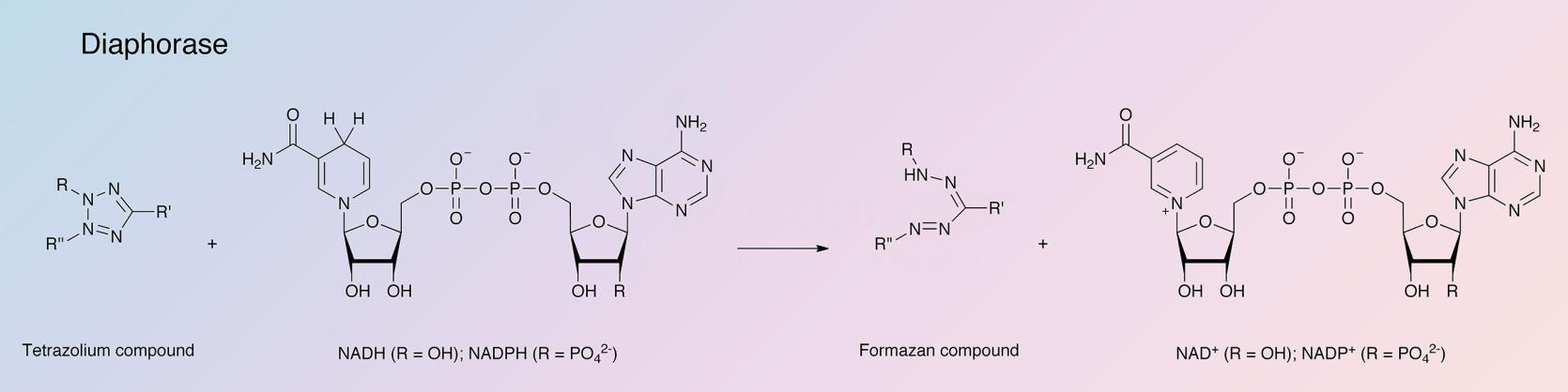 Diaphorase Enzymatic Reaction