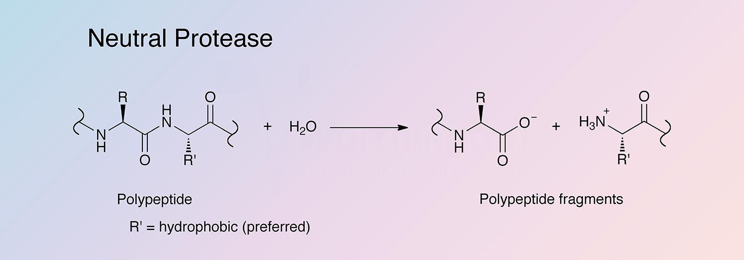 Neutral Protease Enzymatic Reaction