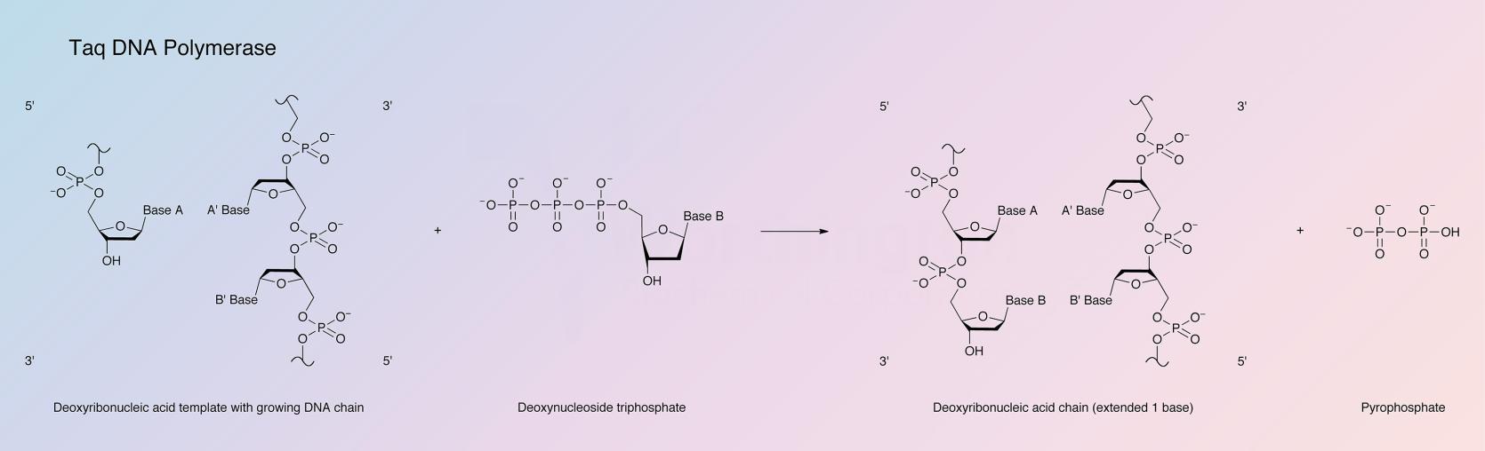 DNA Polymerase, Taq Enzymatic Reaction