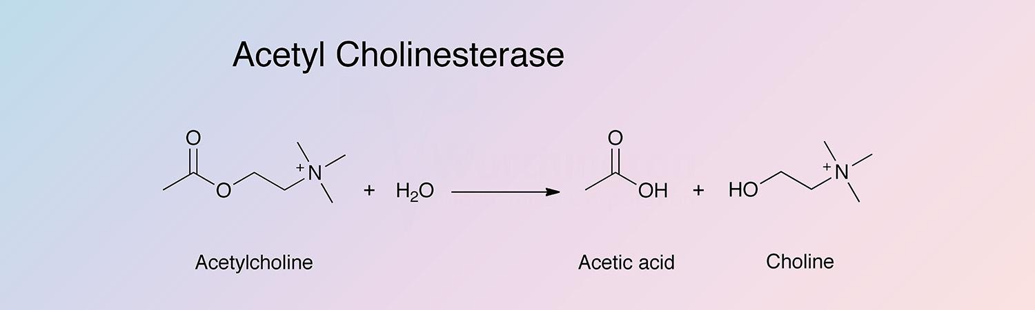 Cholinesterase, Acetyl Enzymatic Reaction