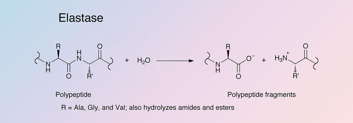 Elastase Enzymatic Reaction