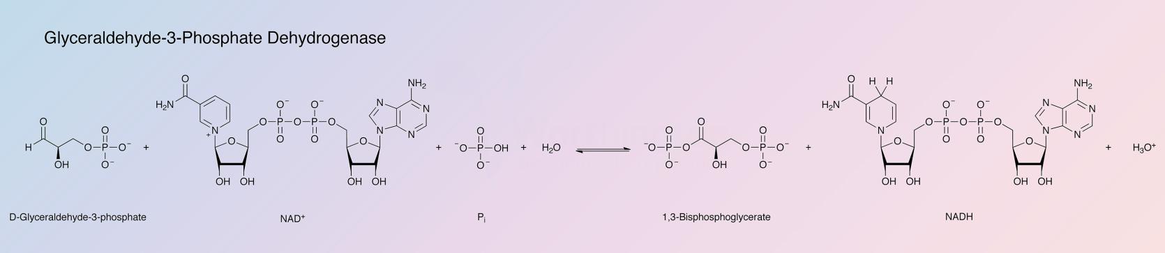 Glyceraldehyde-3-Phosphate Dehydrogenase Enzymatic Reaction