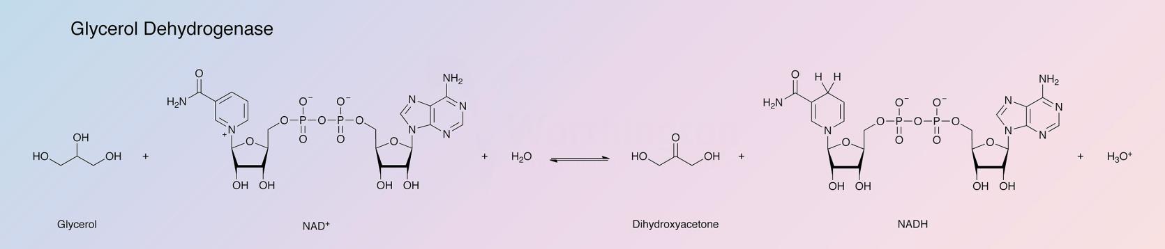 Glycerol Dehydrogenase Enzymatic Reaction