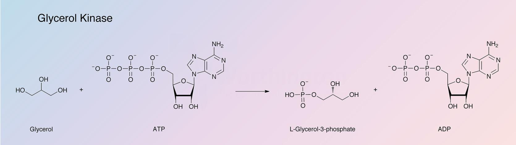 Glycerol Kinase Enzymatic Reaction