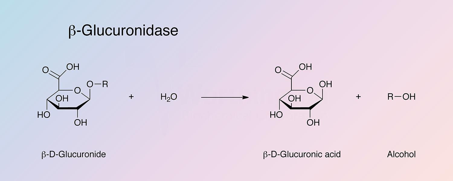 Glucuronidase, Beta Enzymatic Reaction