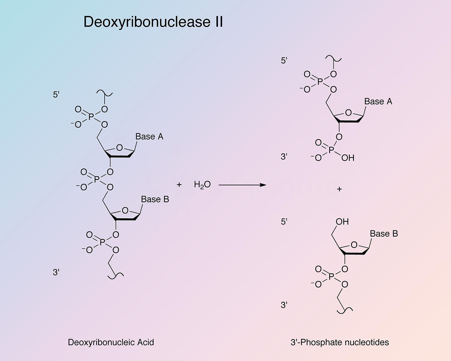 Deoxyribonuclease II Enzymatic Reaction